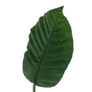 Hoja poliéster verde 22x3x87 cm