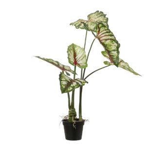Planta caladium bicolor con maceta 50x50x70 cm