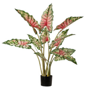 Planta taro tabby con maceta 80x70x100 cm