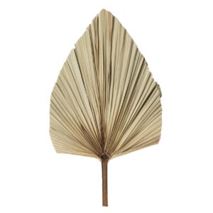Hoja palmera preservada natural 25x18x47 cm