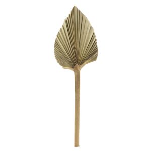 Hoja palmera preservada natural 10x3x40 cm