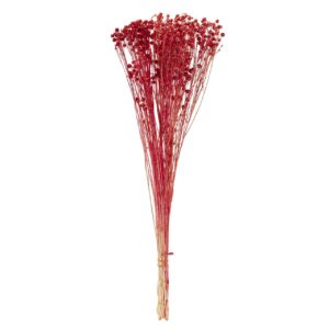 Flores preservadas rojo 25x12x55 cm