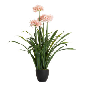 Planta narciso 70x70x100 cm