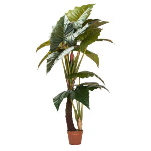 Planta colocasia esculenta 150x150x220 cm