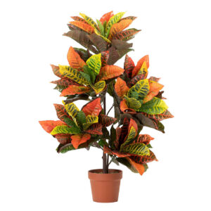 Planta codiaeum variegatum 60x60x100 cm