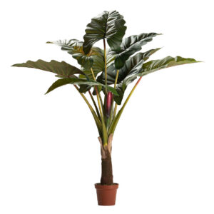 Planta colocasia esculenta 130x130x165 cm