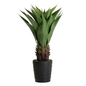 Planta agave attenuata 75x75x82 cm