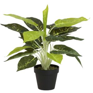 Planta dieffenbachia maculata 44x44x48 cm