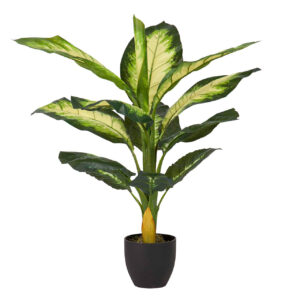 Planta dieffenbachia dotied 55x55x100 cm