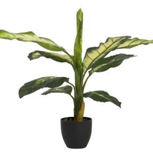 Planta dieffenbachia dotied con maceta 60x60x90 cm