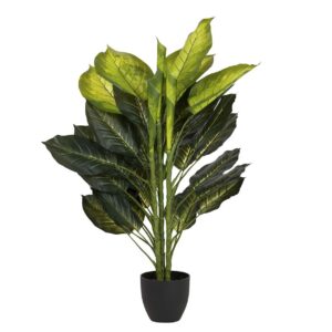 Planta dieffenbachia con maceta 65x65x113 cm