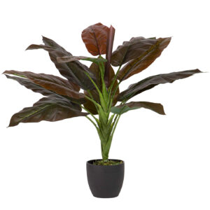 Planta cordyline con maceta 55x55x75 cm