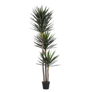 Planta yucca con maceta 70x70x250 cm